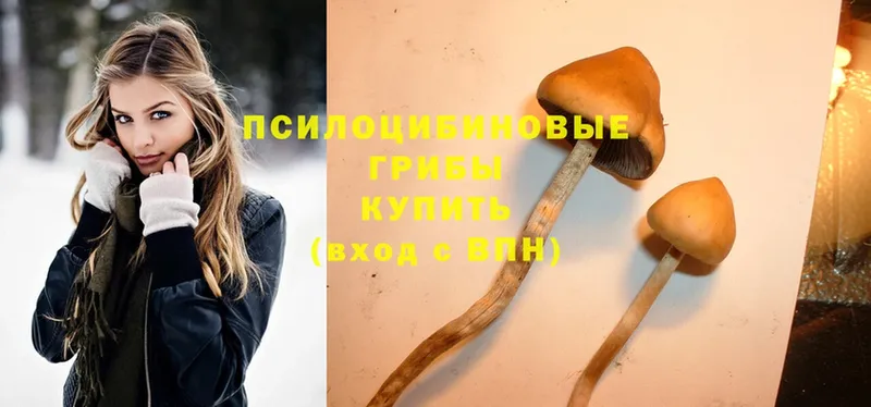 Псилоцибиновые грибы Psilocybine cubensis  Петровск-Забайкальский 